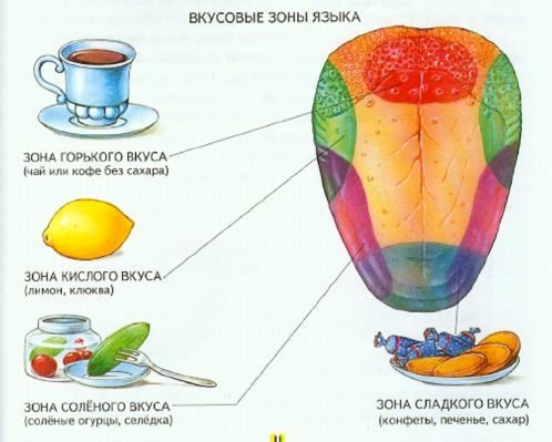 дегустация пива: как правильно дегустировать и пить пиво